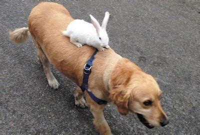 狗跟兔